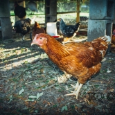 Chicken in the Light