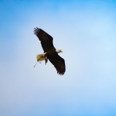The male eagle prepares his dinner 