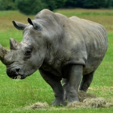 Rhino