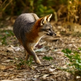 The island fox calculates his next step