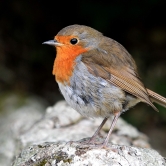 Robin