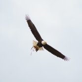 Male eagle soars with fish dinner 