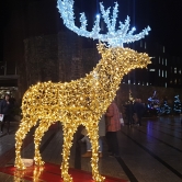 Lit up Reindeer