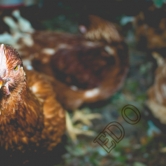 Mad Chicken