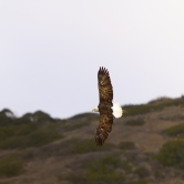 Female eagle soars