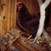 Watch Chicken