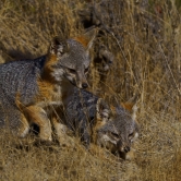Snuggle foxes