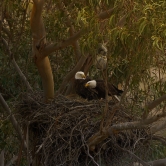 The eagles argue 