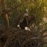 Eagles mate in their nest 