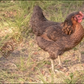 Famous Chicken
