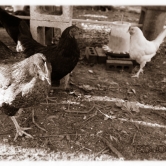 Chicken in the Shade